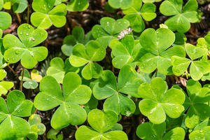 Redwood Sorrel