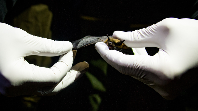 Researcher wearing white gloves holds a bat delicately in hands 
