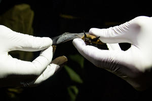 Researcher wearing white gloves holds a bat delicately in hands 