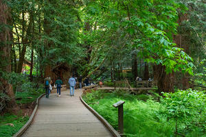 A boardwalk at Muir Woods