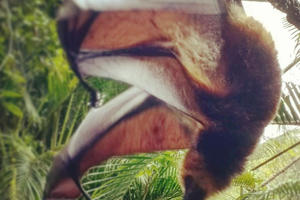 A fruit bat in Mauritius.