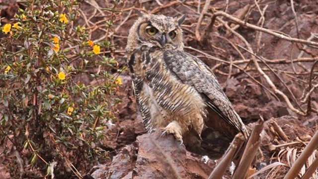 A great horned owl. 