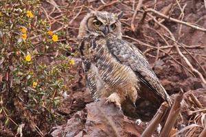 A great horned owl. 