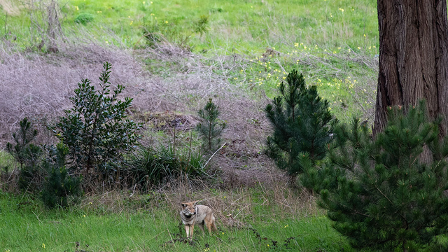 A coyote explores the Presidio of San Francisco.