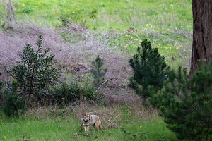 A coyote explores the Presidio of San Francisco.