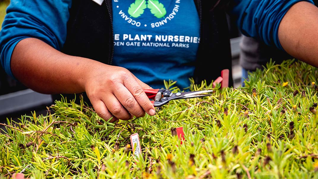 Pruning plants at the Presidio Native Plant Nursery.