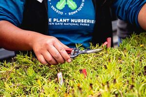 Pruning plants at the Presidio Native Plant Nursery.