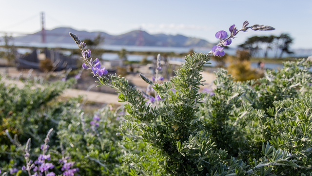 A silver lupine brush at the Presidio Tunnel Tops, Golden Gate Bridge and Marin Headlands in the background.