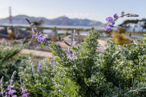 A silver lupine brush at the Presidio Tunnel Tops, Golden Gate Bridge and Marin Headlands in the background.