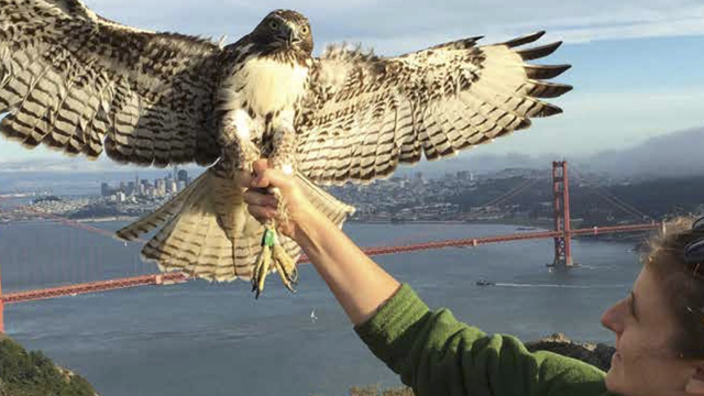  Jess Schlarbaum prepares to release a newly-banded juvenile Red-tailed Hawk back to the migration