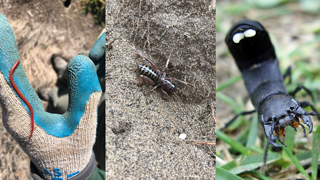 Insects spotted in the Golden Gate National Parks, from left, strigamia, Jerusalem cricket, devil's coach horse.