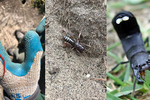 Insects spotted in the Golden Gate National Parks, from left, strigamia, Jerusalem cricket, devil's coach horse.