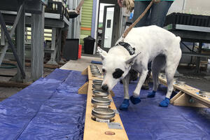 A working dog sniffs a tray of specimen in a makeshift lab environment.