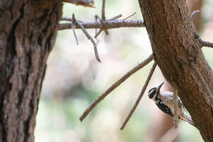 A red, black, and white bird seen perching on a tree at Rancho Corral de Tierra.