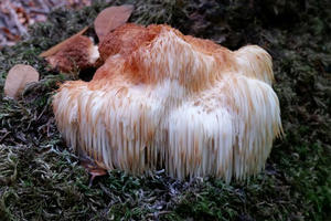 Lion’s Mane (Hericium erinaceus) spotted on Mt. Tamalpais.