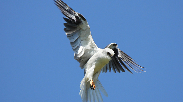 A White-Tailed Kite in flight.