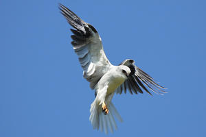 A White-Tailed Kite in flight.