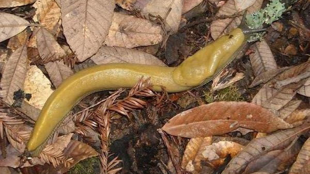 A banana slug found in our parks.