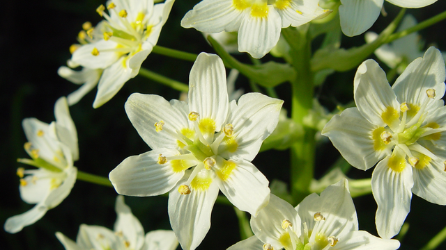 Death camas