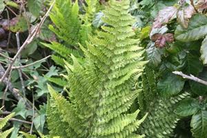 Polypodium californicum, or California polypody.