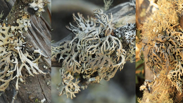 Hypogymnia schizidiata lichen.