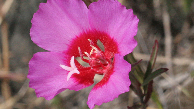 Clarkia rubicunda, also known as Farewell to Spring.