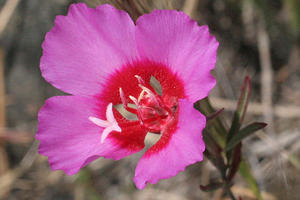Clarkia rubicunda, also known as Farewell to Spring.