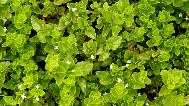 Yerba buena (Clinopodium douglasii) plants.