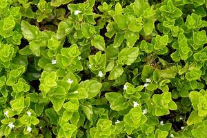 Yerba buena (Clinopodium douglasii) plants.