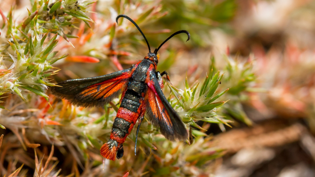 Close up of red moth, the buckwheat root borer, crawling in the grass.