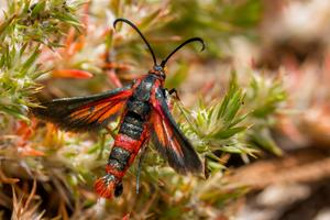 Close up of red moth, the buckwheat root borer, crawling in the grass.