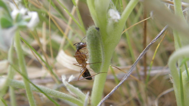 Close up between grass blades, showing a brown ant hovering over a fuzzy green caterpillar.