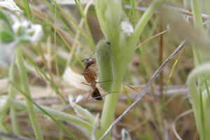 Close up between grass blades, showing an ant hovering over a caterpillar.
