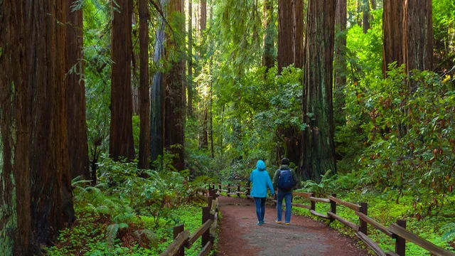 Two people walking among large redwood trees in Muir Woods.
