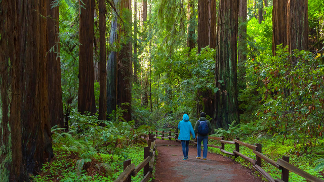 Two people walking among large redwood trees in Muir Woods.
