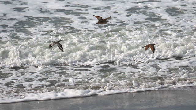 Shorebirds observed during perigean spring tide in January 2024