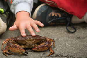 Dungeness crab 