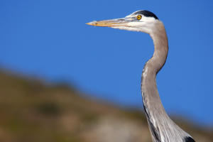 Great blue heron