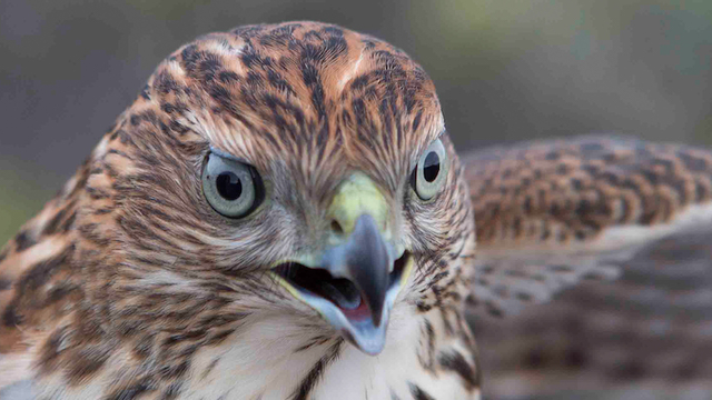 Golden Gate Raptor Observatory