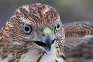 Golden Gate Raptor Observatory