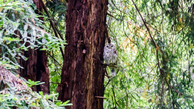 Barred owl in Muir Woods National Monument