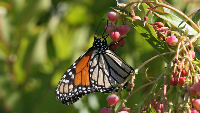 monarch on leaf