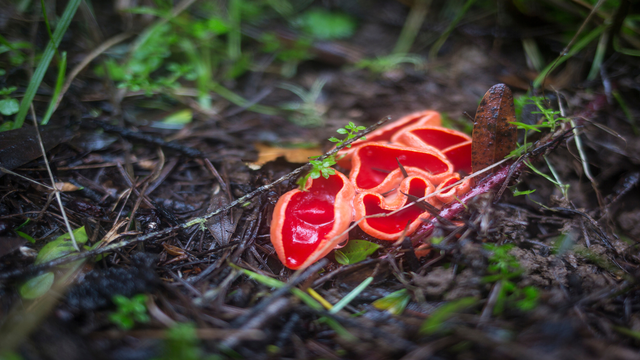 mushroom