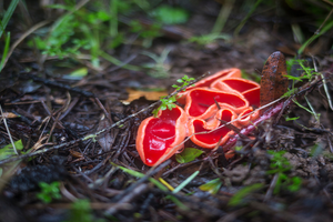 mushroom