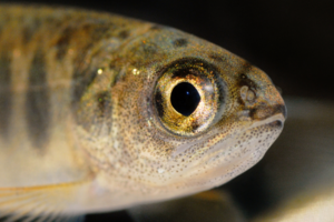 juvenile coho salmon