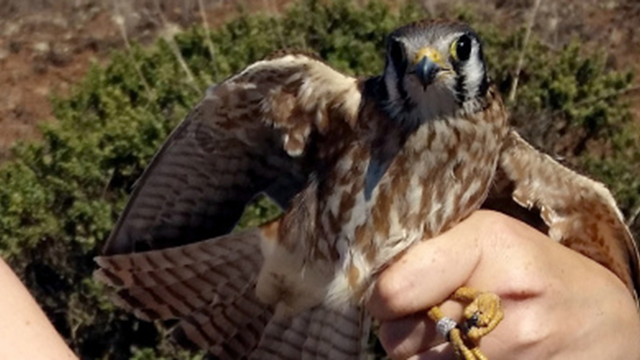 American Kestrel