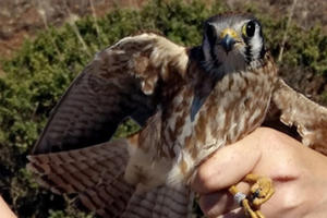 American Kestrel