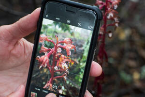 Hands taking picture of a plant using an iPhone