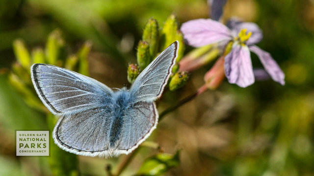 Mission Blue butterfly