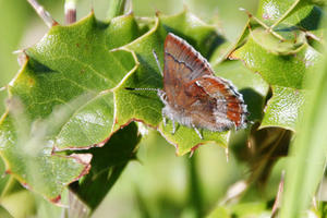 Small reddish-brown butterfly resting on a leaf